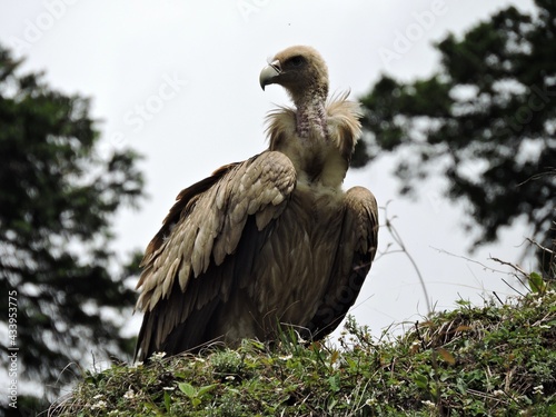 himalayan griffon