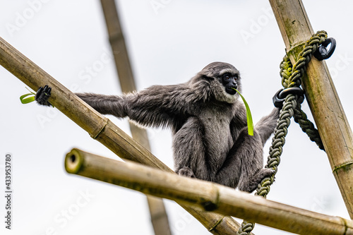 Gibbon chewing leave
