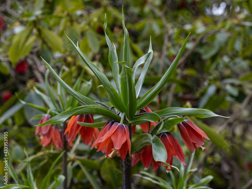 Close up of Fritillaria imperalis Red Beauty in flower in spring photo