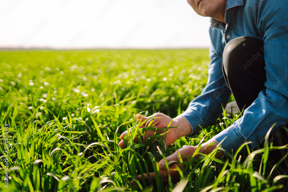 Farmer hand touches green leaves of young wheat in the field. Environmental protection in agriculture. Ripening ears of wheat field. Agricultural business. Farmer hand touches green leaves of young wheat in the field. Environmental protection in agriculture. Ripening ears of wheat field. Agricultural business.