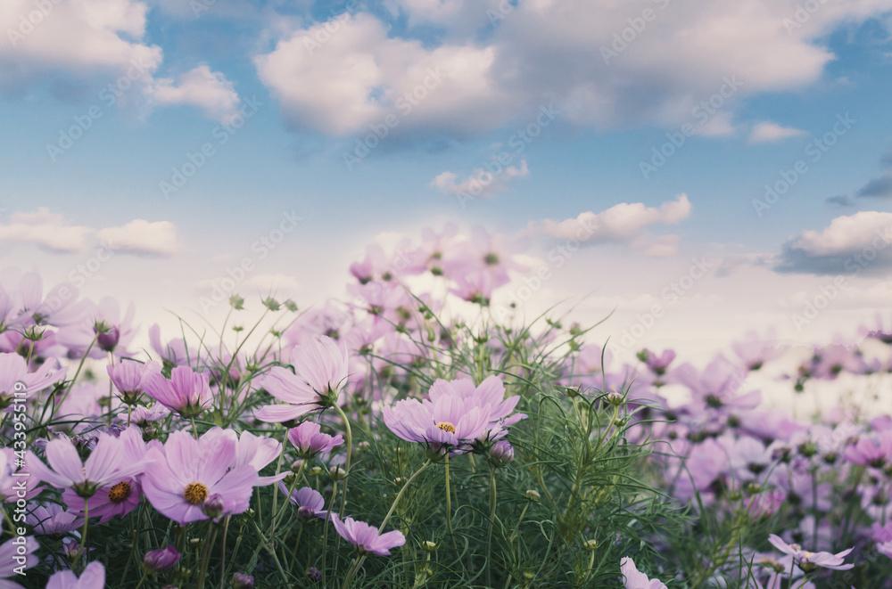Field of cosmos flower Field of cosmos flower