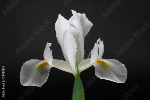 Fototapeta Naklejka Na Ścianę i Meble -  Dutch iris alaska on black background