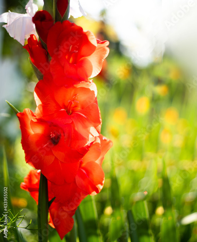 Red Gladiolo in sunny morning