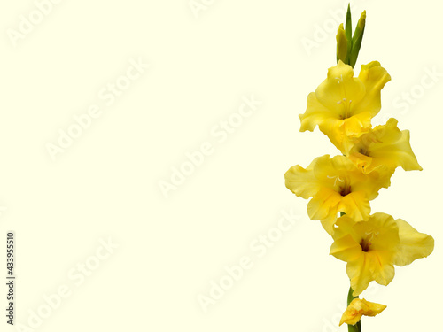 Yellow  Gladiolo on Yellow 3