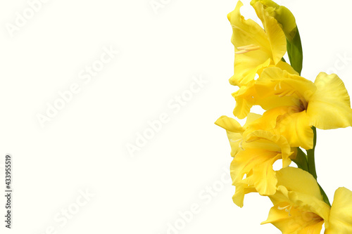 Yellow Gladiolo White Background