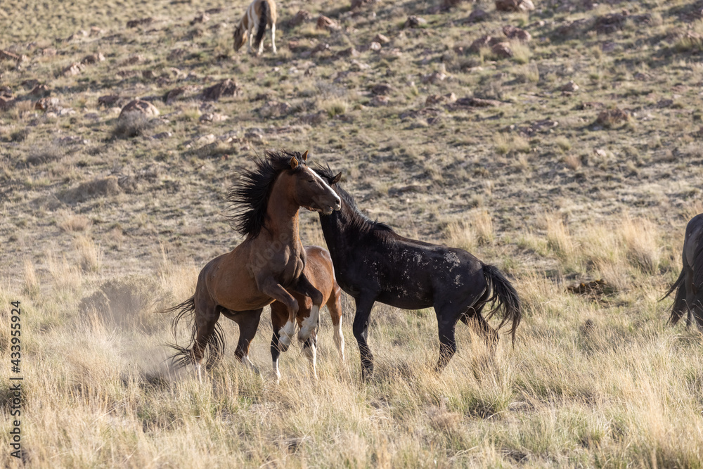 Wild Horse Stallions Fighting in the Utah Desert Wild Horse Stallions Fighting in the Utah Desert