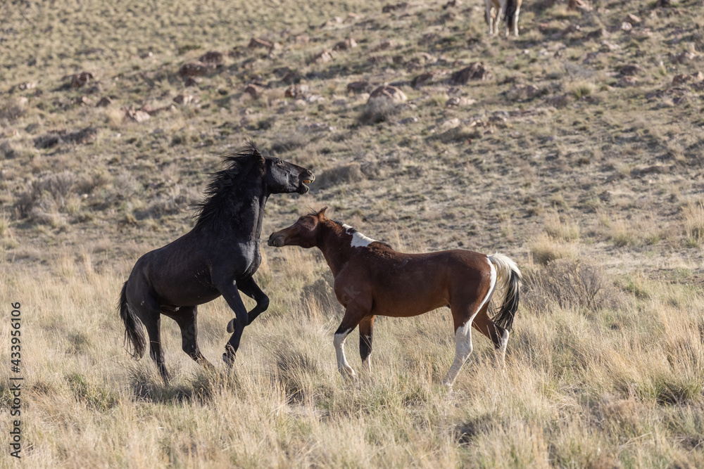 Wild Horse Stallions Fighting in the Utah Desert Wild Horse Stallions Fighting in the Utah Desert