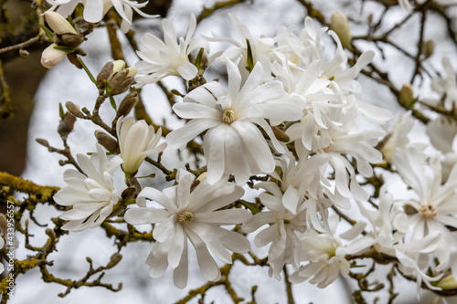 Mass of star shapped whiteMagnolia Stellata Royal Star flowers in spring 