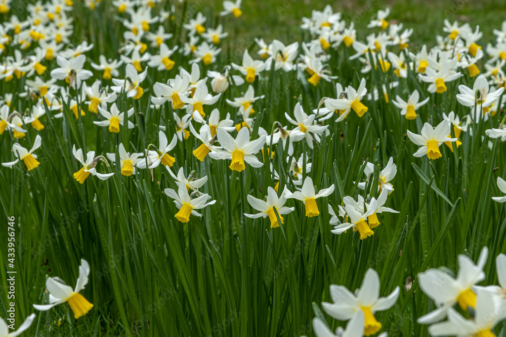 Mass of yellow and white Narcissus Jack Snipe flowers in spring - obrazy, fototapety, plakaty 