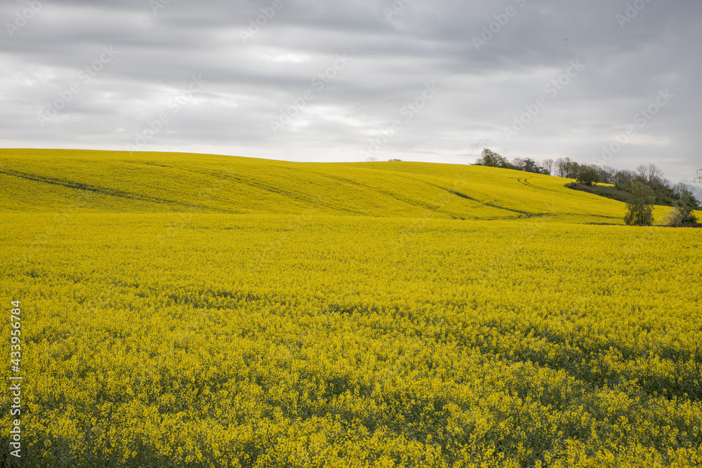 Skåne landscape with flowering rapeseed fields and cloud formations