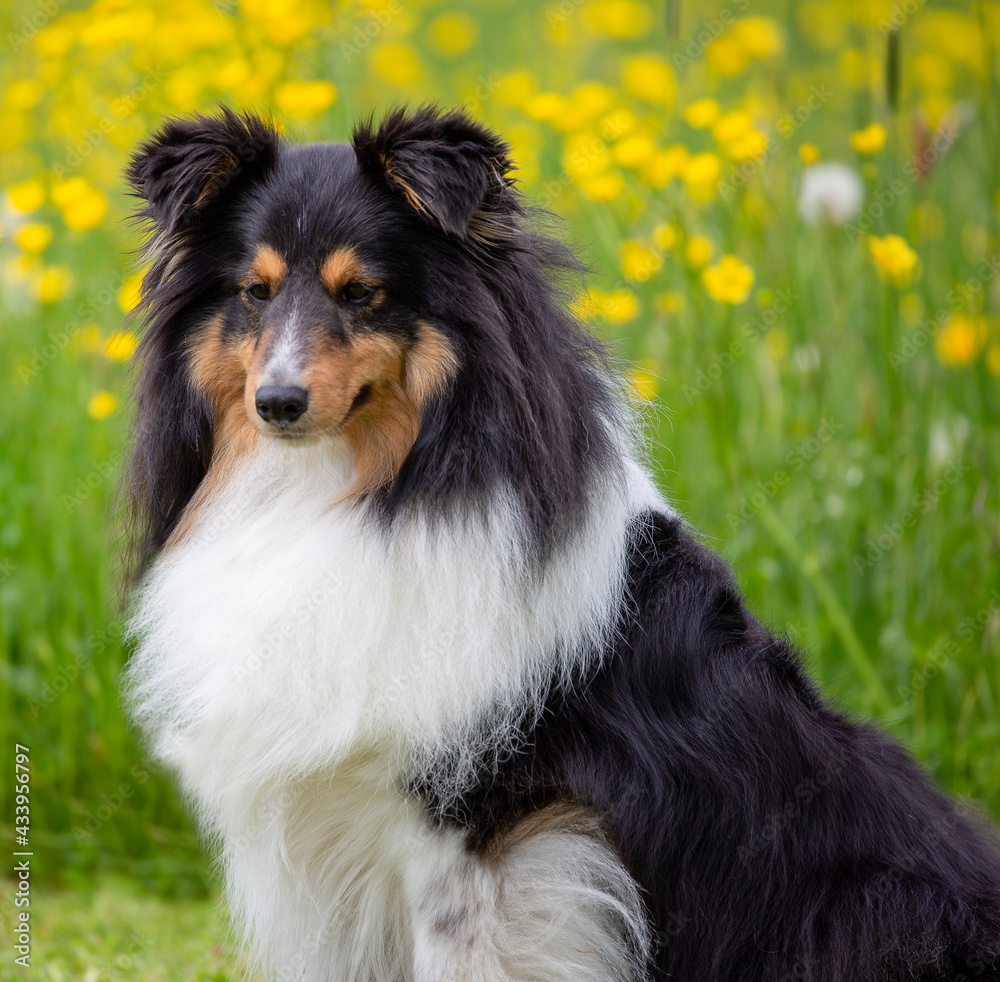 Tricolour-Sheltie-Rüde, 4 Jahre alt Tricolour-Sheltie-Rüde, 4 Jahre alt