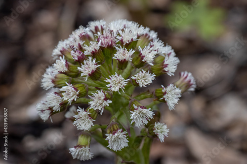 Close up macro shot ofPetasites frigidus palmatus photo