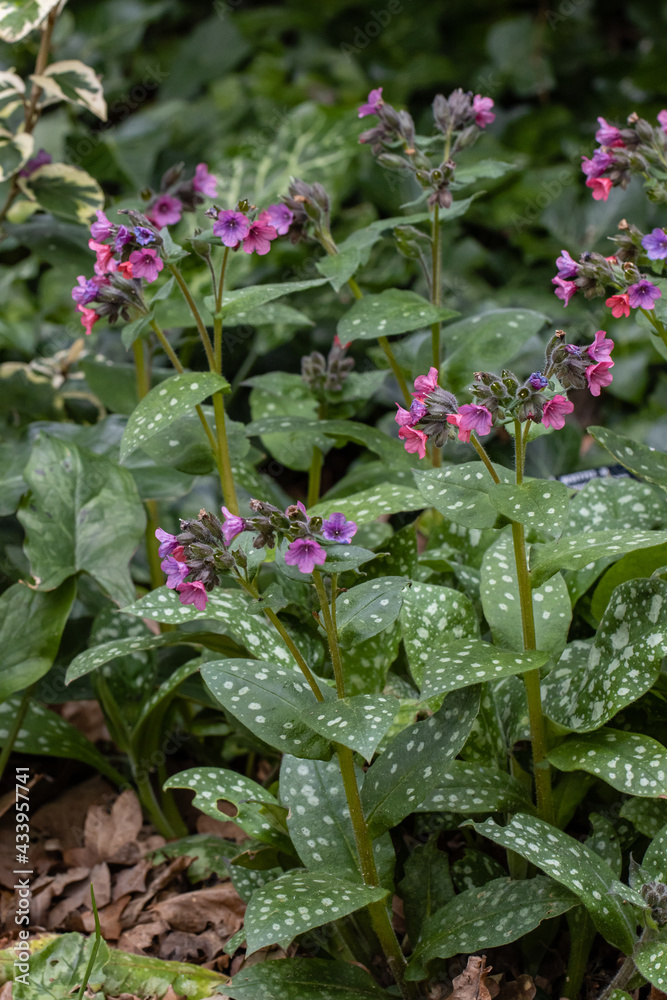 Close up of Pulmonaria rubra Bowles Red in flower in spring Close up of Pulmonaria rubra Bowles Red in flower in spring