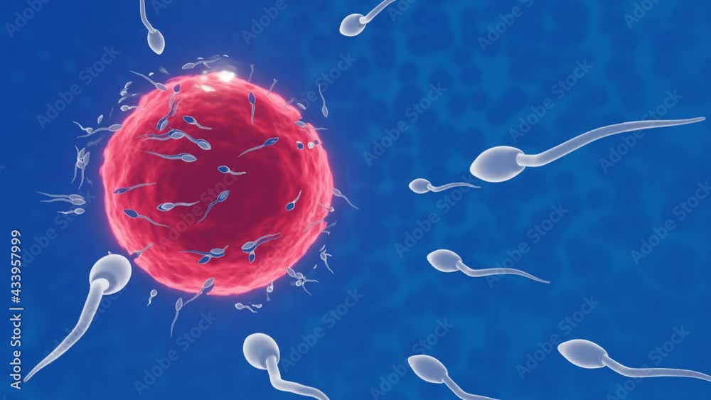 The sperm is directed towards the egg. To do human mating. A pre-fertilization model between an egg and a sperm. 3D Rendering