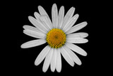 Neat beautiful daisy on the black background. Chamomile or camomile flower close-up isolated, top view. Horizontal view.