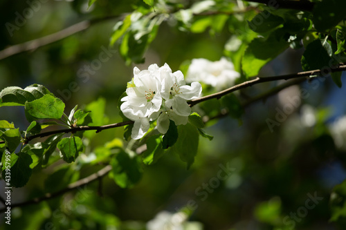 Beautiful white apple tree blossoms in an early summer. Blossoming fruit tree in an orchard in Northern Europe.