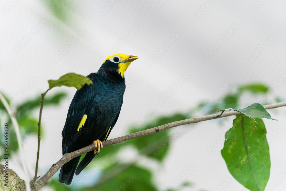 The small black bird with yellow head, brown beak, dark eyes and long sharp claws, sitting on the tree branch near the piece of the apple