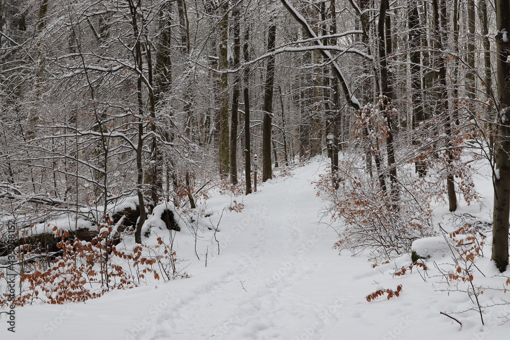 Fototapeta premium snow covered trees
