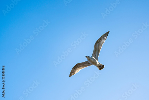 Caspian gull (Larus cachinnans) flying at the clear blue sky in Scotland.