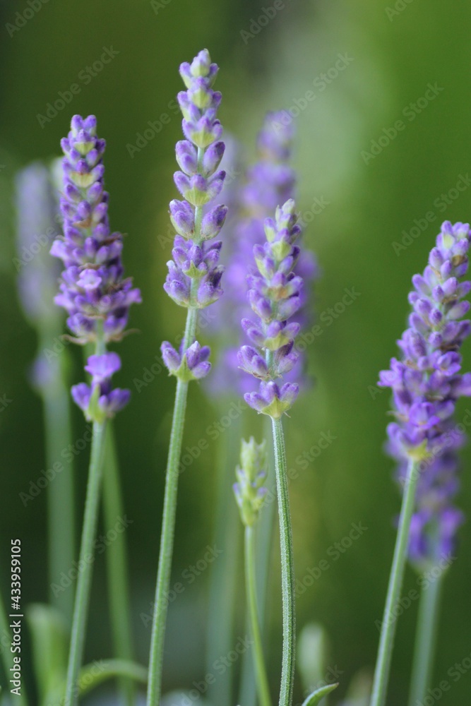 Obraz premium ラベンダーの花