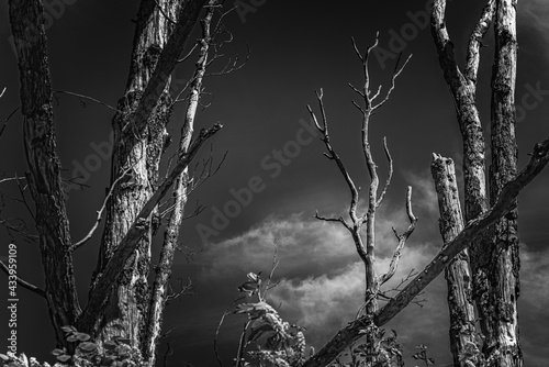 Cuadro en lienzo Forest dieback