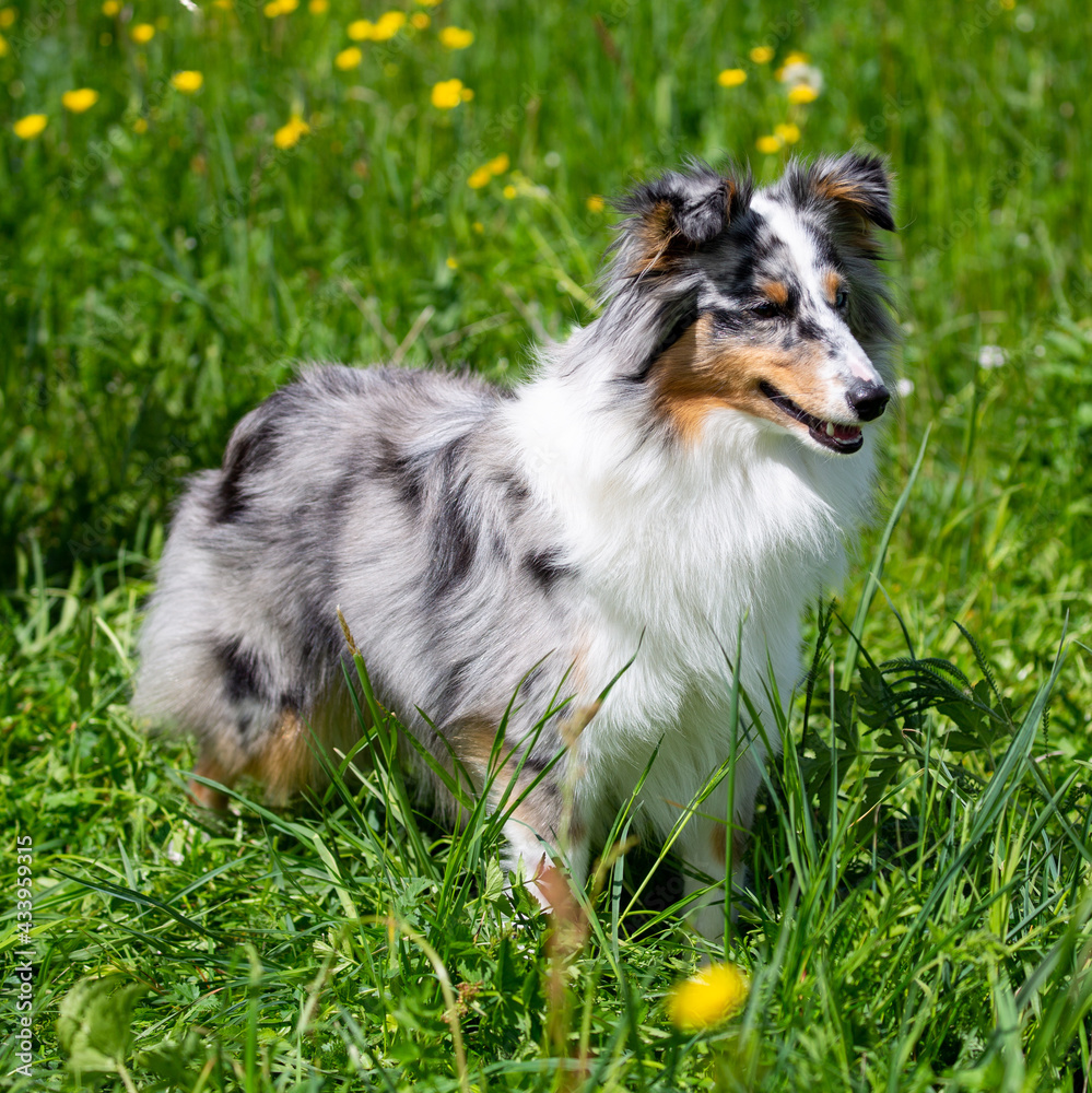 Neun Monate alte blue-merle Sheltie-Hündin Neun Monate alte blue-merle Sheltie-Hündin