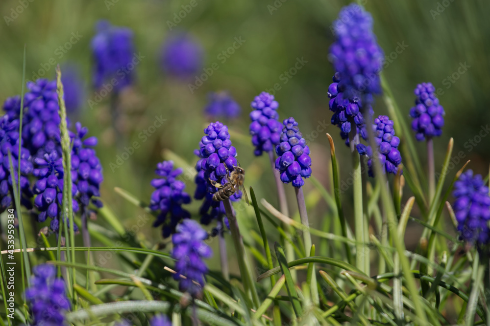 Bee and blue flowers