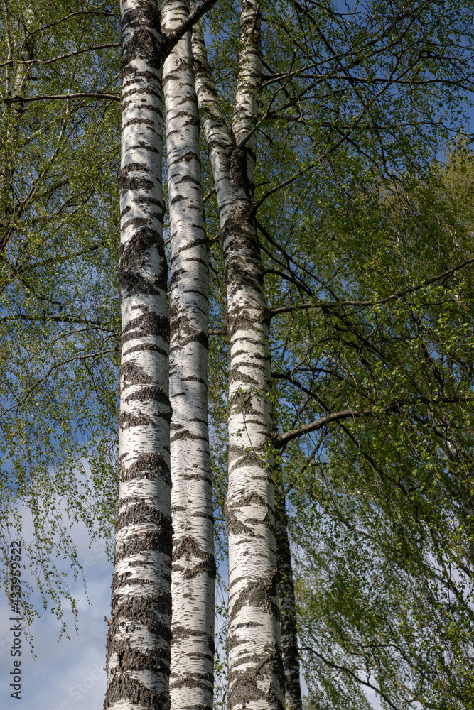 Fototapeta premium trees in the woods