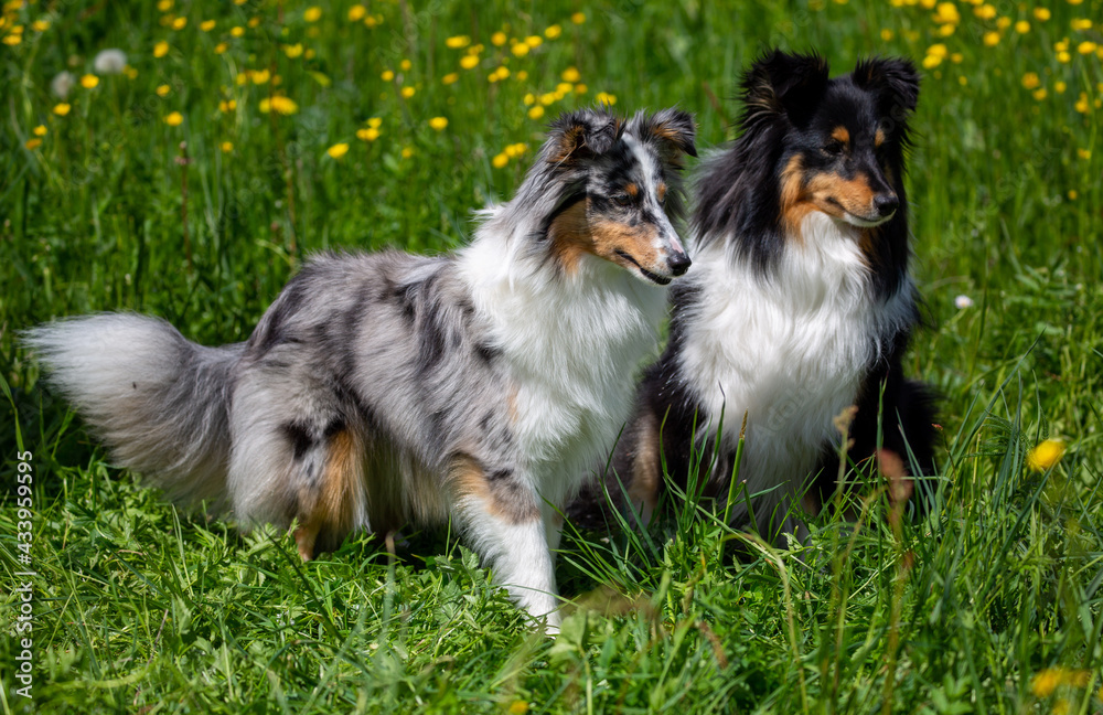 Zwei Sheltie-Hündinnen in der Frühlingswiese Zwei Sheltie-Hündinnen in der Frühlingswiese