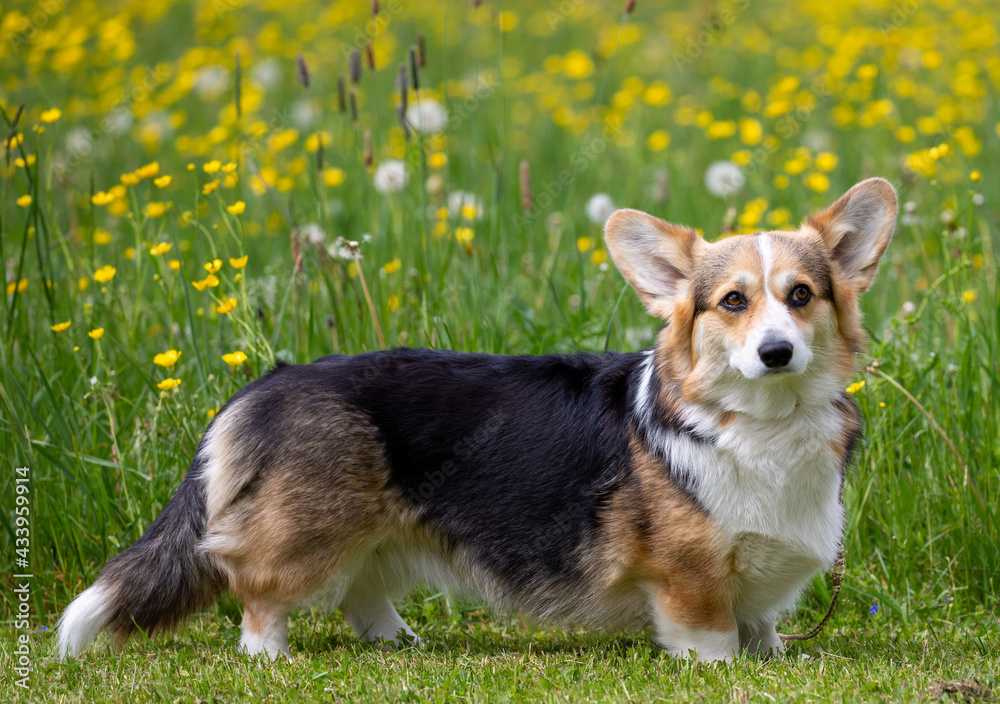 Welsh-Corgi-Pembroke in tricolour auf der Wiese Welsh-Corgi-Pembroke in tricolour auf der Wiese