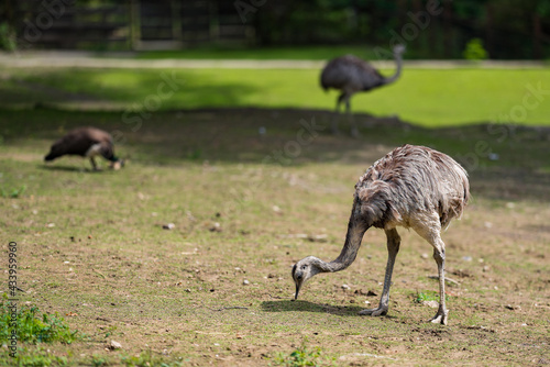 Ostrich in the place with other animals.