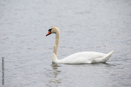 Young white swan swimming on the calm water of the lake