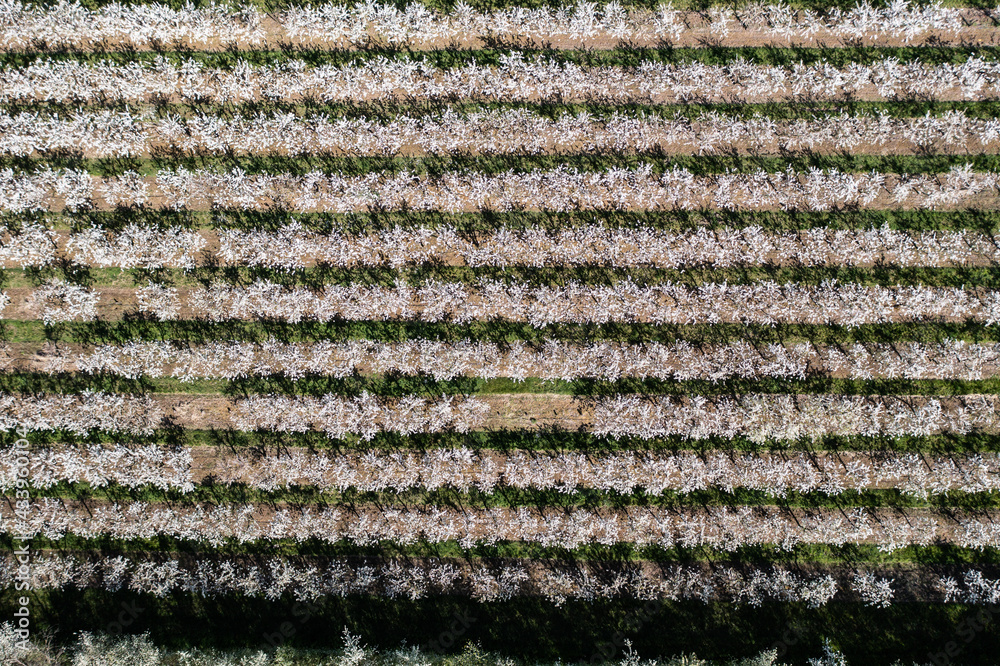 Cherry trees Cherry trees