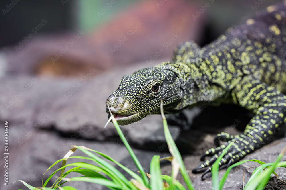 Fototapeta premium Asian water monitor - Varanus salvator also common water monitor, large varanid lizard native to South and Southeast Asia (kabaragoya, two-banded monitor, rice lizard, ring lizard, plain lizard.