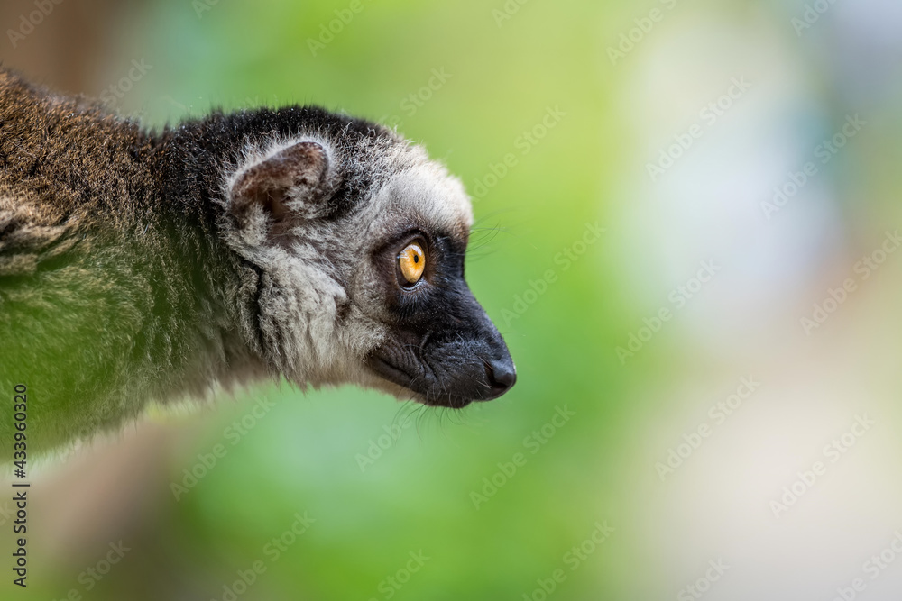 Naklejka premium The white-headed lemur (Eulemur albifrons), also known as white-headed brown, white-fronted brown or white-fronted lemur, is a species of primate in the family Lemuridae. Close up portrait oof head.