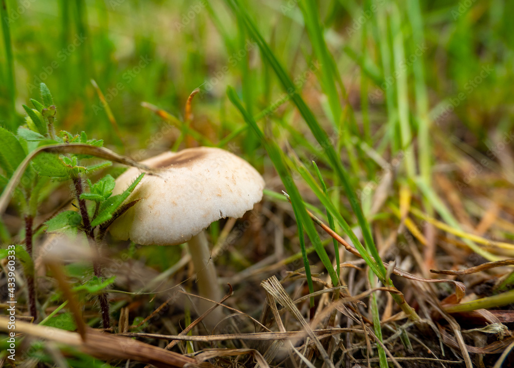 mushrooms in the grass, close-up