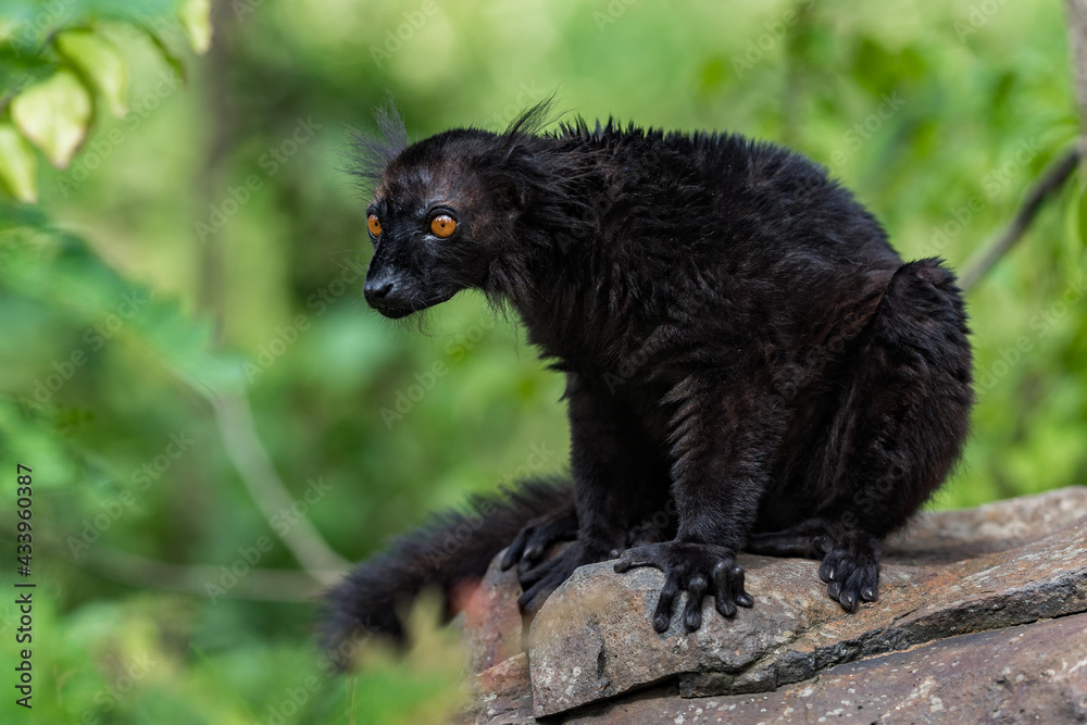 Black lemur (Eulemur macaco) sitting on the rock. Is it a species of lemur from the family Lemuridae. The black lemur occurs in moist forests in the Sambirano region of Madagascar. Black lemur (Eulemur macaco) sitting on the rock. Is it a species of lemur from the family Lemuridae. The black lemur occurs in moist forests in the Sambirano region of Madagascar.