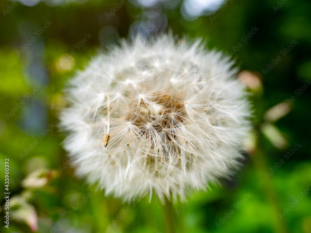 Fototapeta premium big dandelion in the meadow