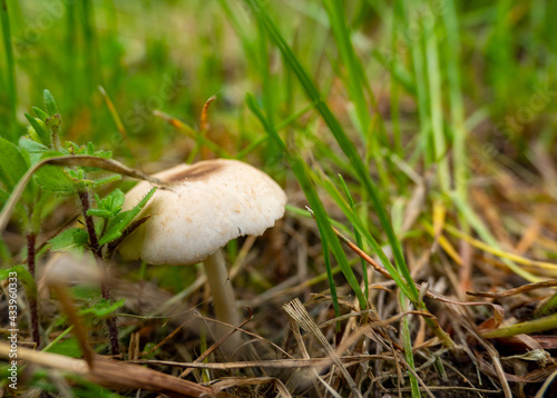 mushrooms in the grass, close-up