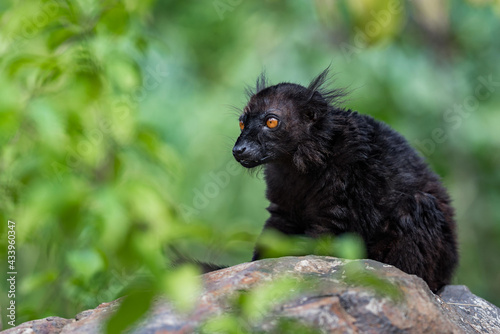 Black lemur (Eulemur macaco) sitting on the rock. Is it a species of lemur from the family Lemuridae. The black lemur occurs in moist forests in the Sambirano region of Madagascar. photo