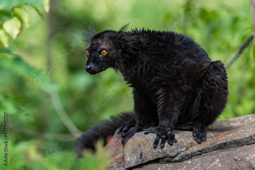 Black lemur (Eulemur macaco) sitting on the rock. Is it a species of lemur from the family Lemuridae. The black lemur occurs in moist forests in the Sambirano region of Madagascar. photo