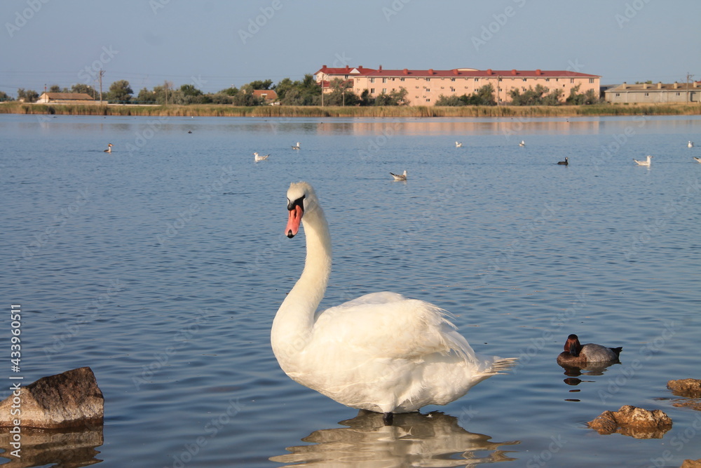 Obraz premium swan on the lake