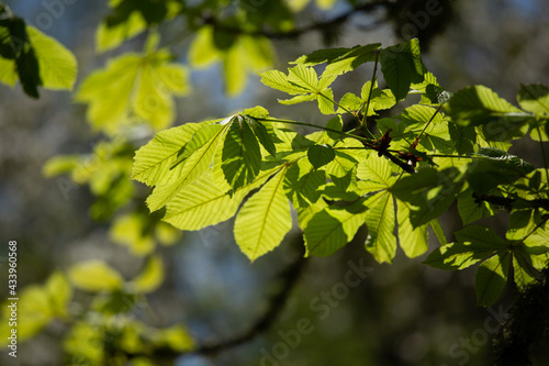 Beautiful chestnut tree leaves in a sunny summer morning. Natural scenery in Northern Europe with a wild chestnut tree.
