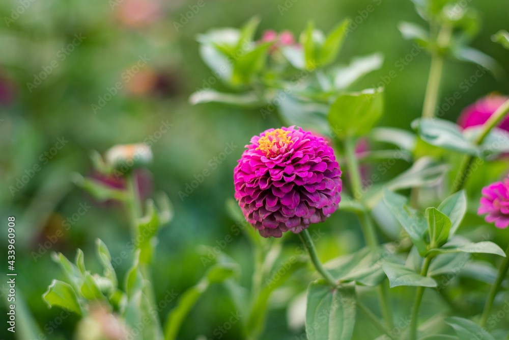 Fototapeta premium Selective focusing on double flower packed of Zinnia Benary’s giant bright pink on the lawn from the side view. 