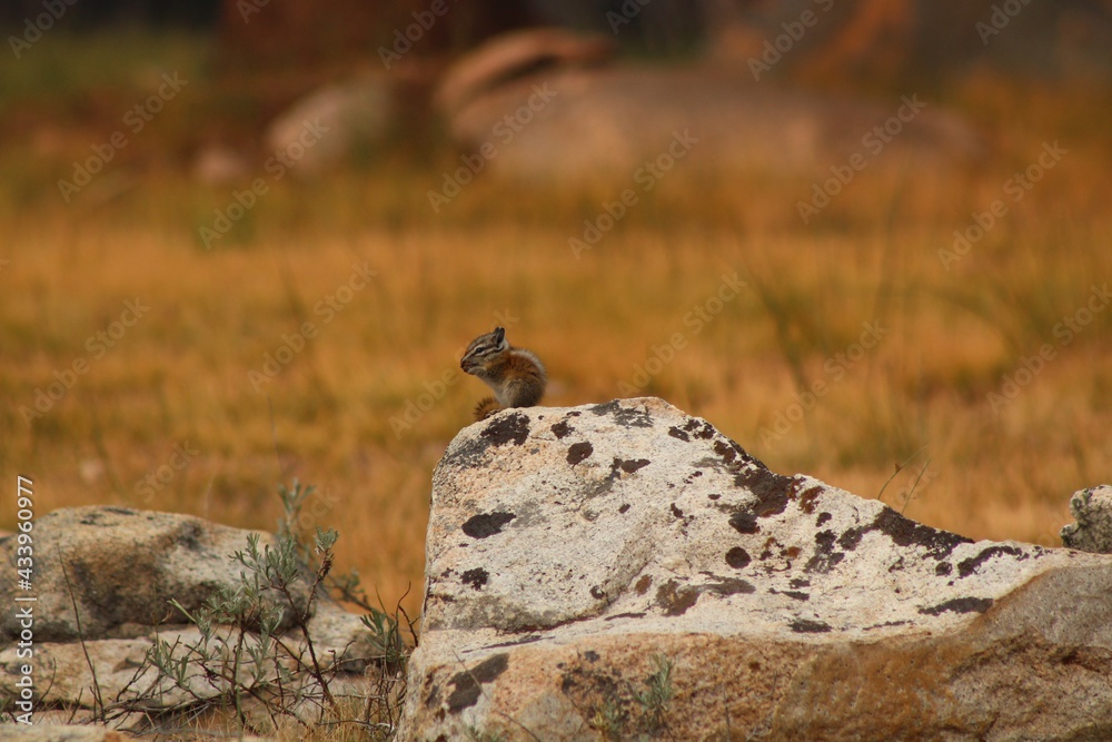 SQUIRREL EATING IN THE YOSEMITE PARK SQUIRREL EATING IN THE YOSEMITE PARK