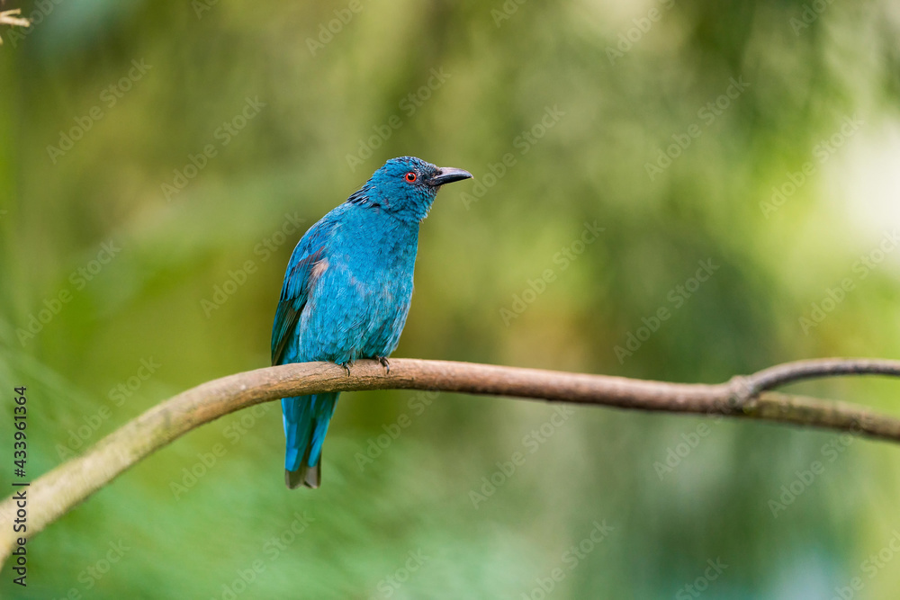 Female of Asian fairy-bluebird (Irena puella) beautiful all dule blue bird with red eyes perching on wooden vine