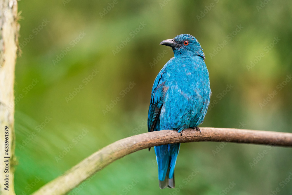 Female of Asian fairy-bluebird (Irena puella) beautiful all dule blue bird with red eyes perching on wooden vine Female of Asian fairy-bluebird (Irena puella) beautiful all dule blue bird with red eyes perching on wooden vine