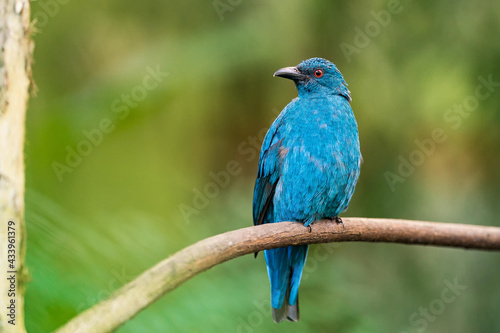 Female of Asian fairy-bluebird (Irena puella) beautiful all dule blue bird with red eyes perching on wooden vine © Ondrej Novotny