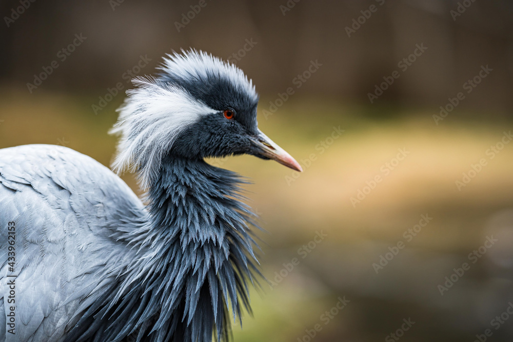 Fototapeta premium The demoiselle crane (Grus virgo), portrait with blur nature background.