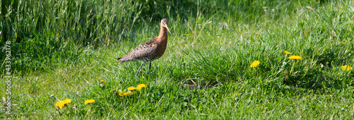 grutto bird in green grass with yellow dandelions